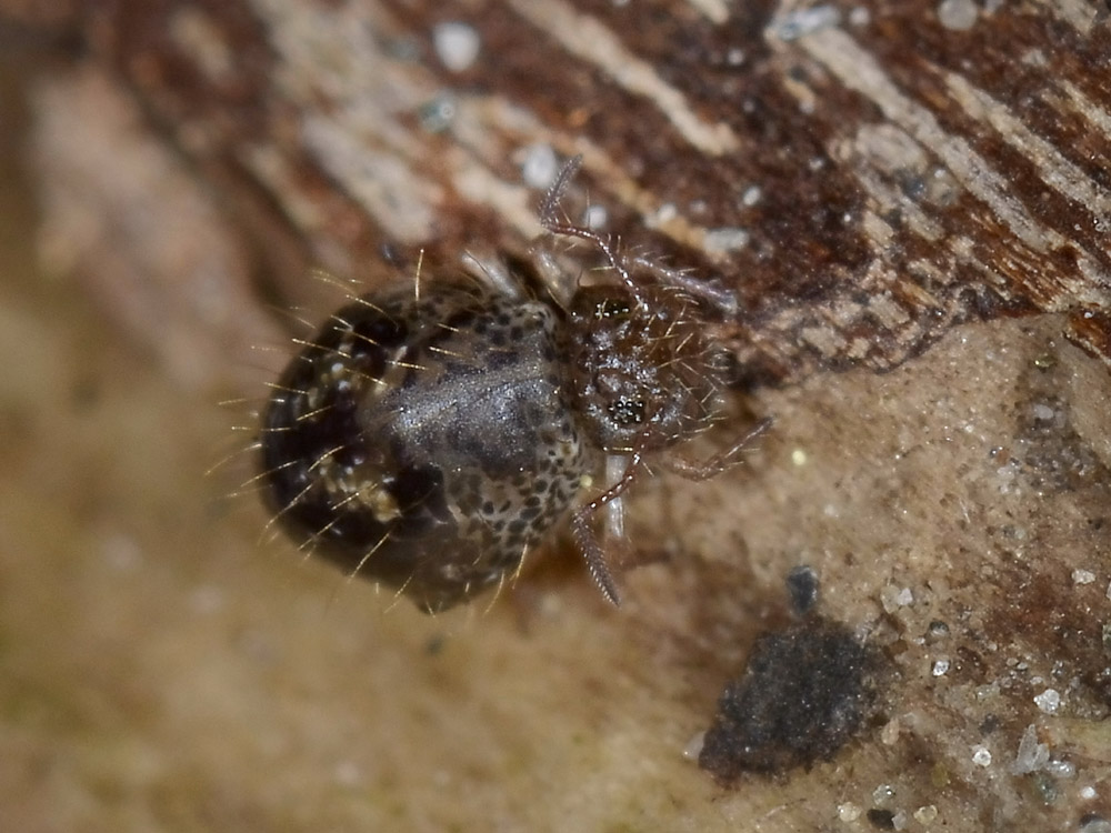 Allacma cfr fusca (Sminthuridae)